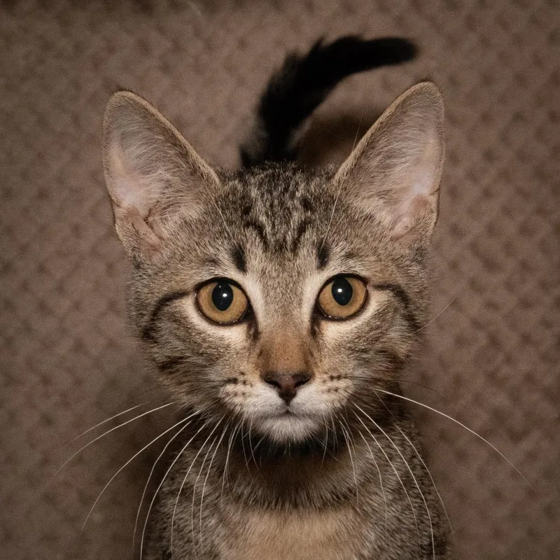 A baby small-sized male Black Domestic Short Hair cat named Axel for adoption in Santa Fe, TX