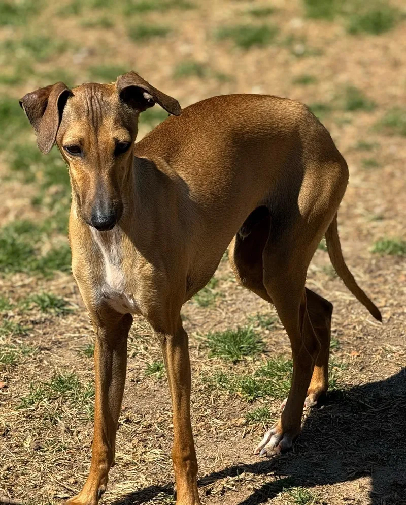 A young medium-sized male Red / Chestnut / Orange Italian Greyhound dog named Stanley for adoption in Greenville, SC