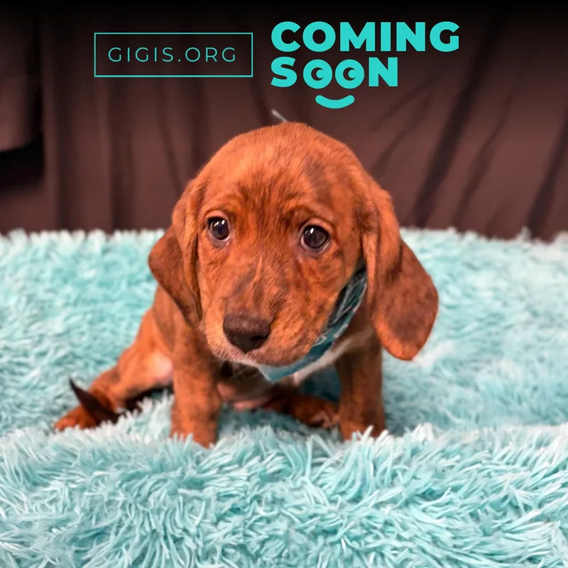 A baby medium-sized female Brindle Basset Hound dog named Velma for adoption in Canal Winchester, OH