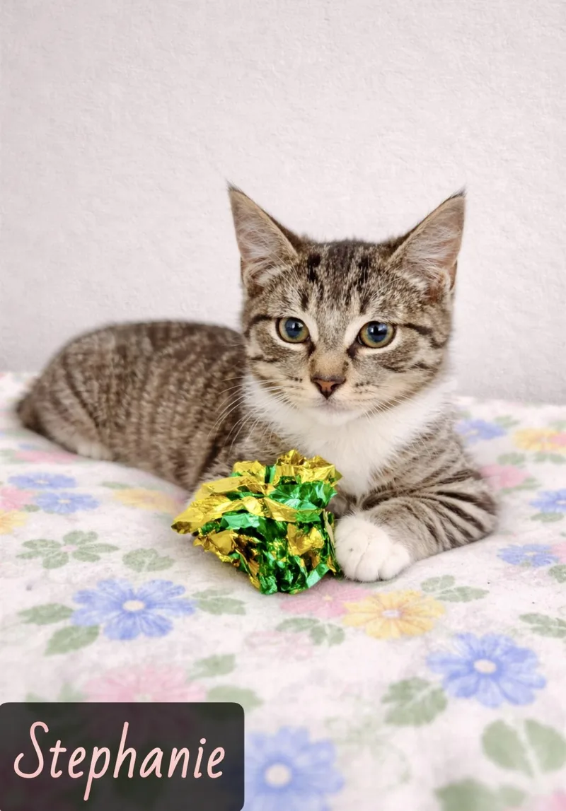 A young small-sized female Tabby (Buff / Tan / Fawn) Domestic Short Hair cat named Stephanie for adoption in Englewood, FL