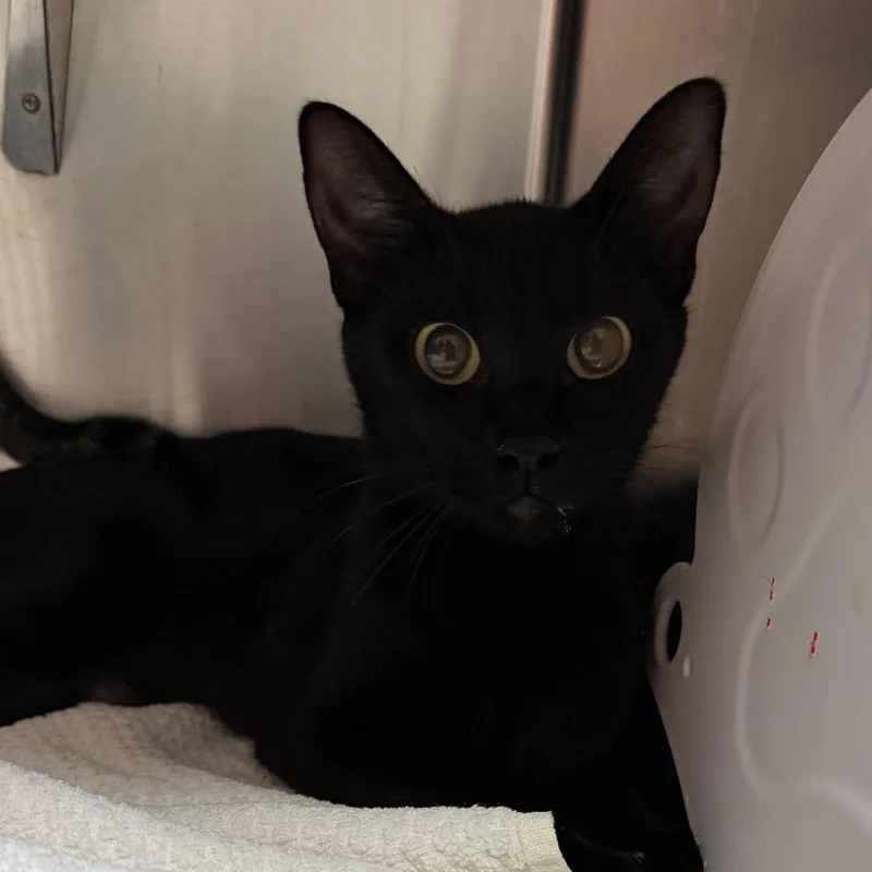 A young medium-sized female Domestic Short Hair cat named Nova for adoption in Pensacola, FL