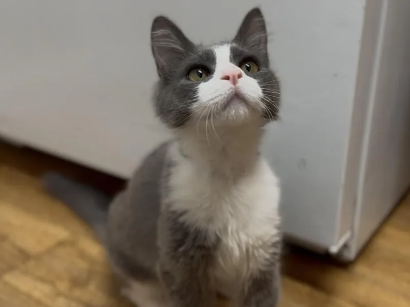 A baby medium-sized female Gray & White Domestic Short Hair cat named Piper for adoption in Davis, CA