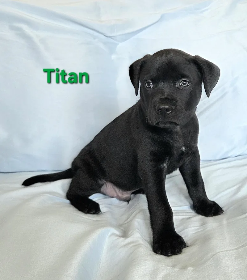 A baby medium-sized male Black Labrador Retriever dog named Titan for adoption in Colorado Springs, CO
