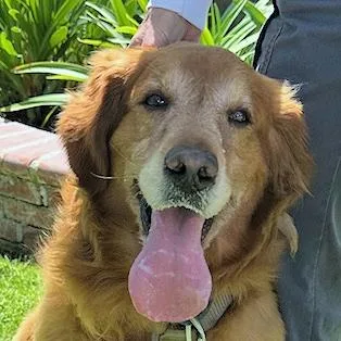 An adult large-sized male Golden Retriever dog named Harley for adoption in Los Angeles, CA