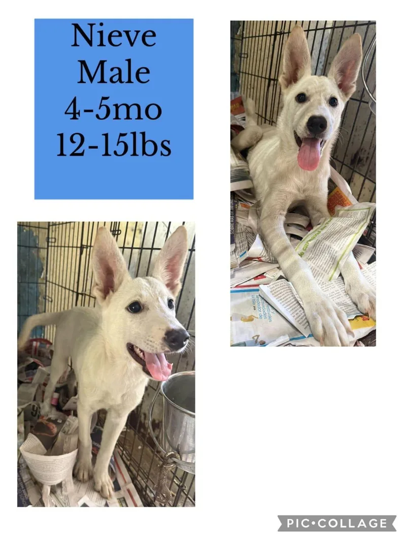 A young small-sized male Mixed Breed dog named Nieve for adoption in San Juan, PR