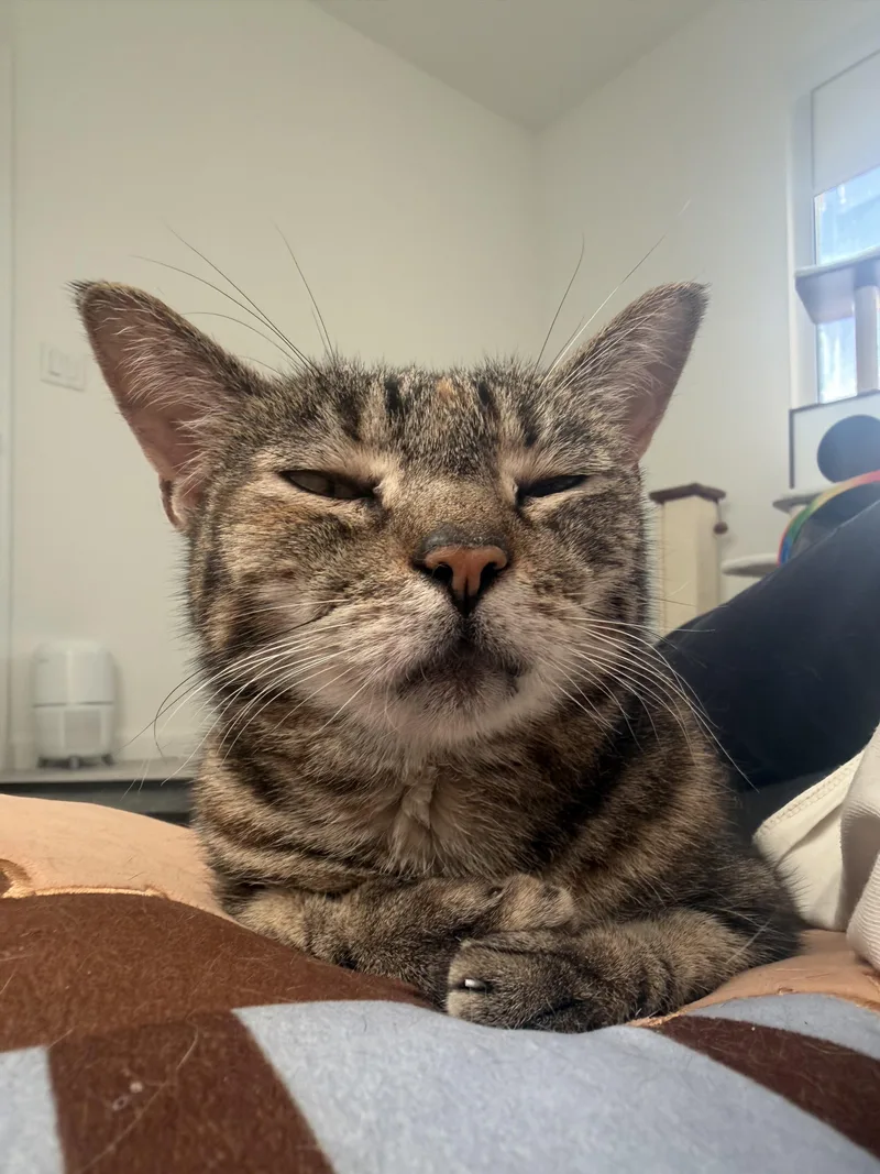 A senior medium-sized female Tabby (Buff / Tan / Fawn) Domestic Short Hair cat named Shani for adoption in Coconut Creek, FL