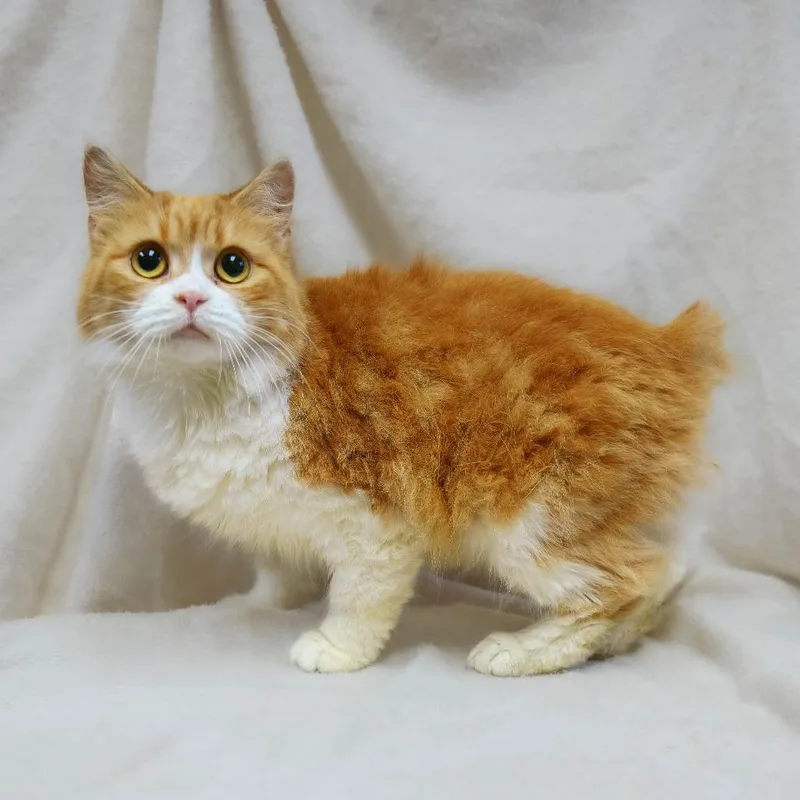A young medium-sized female Orange / Red Manx cat named Shannon for adoption in Versailles, KY