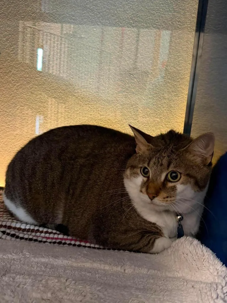 An adult medium-sized female Domestic Short Hair cat named Lucy for adoption in Ashland, WI