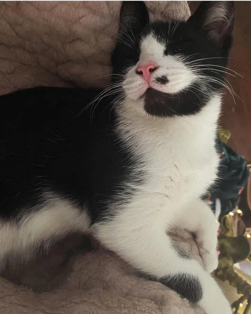 An adult medium-sized female Black & White / Tuxedo Domestic Short Hair cat named AL  Monroe for adoption in Battle Ground, WA