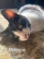 AL  Monroe thumbnail 2