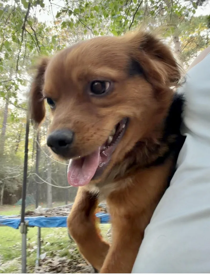 A young medium-sized male Black Beagle dog named Roger for adoption in Houston, TX