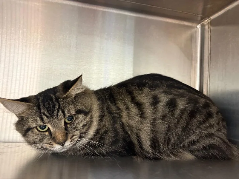 A young medium-sized male Domestic Long Hair cat named Valentino Fluffy for adoption in Greeneville, TN