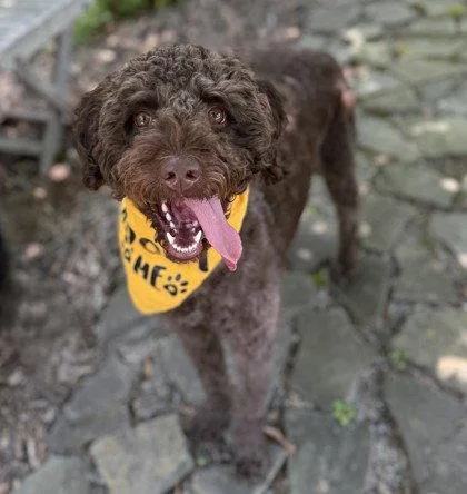 An adult medium-sized male Standard Poodle dog named Mocha for adoption in Midland, VA