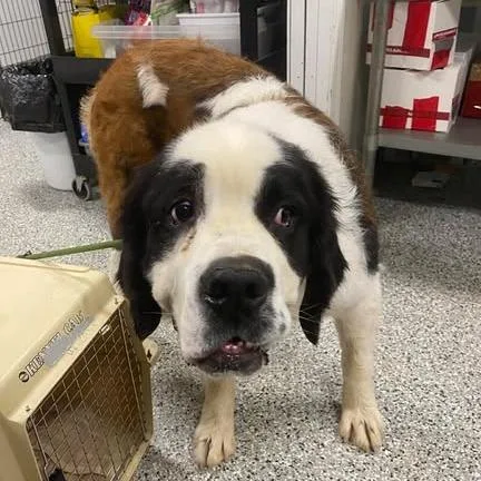 A young extra large-sized female White / Cream Saint Bernard dog named Turiel for adoption in Fredericksburg, VA