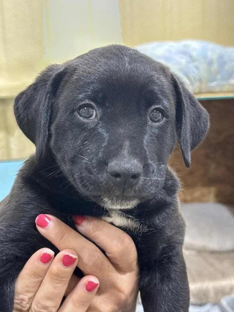 A baby small-sized male Retriever dog named Ruby's Final : Toby for adoption in Dallas, TX
