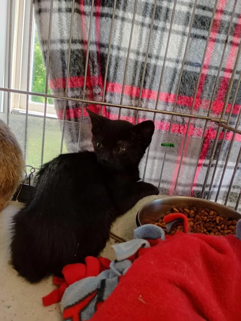 A baby small-sized male Domestic Short Hair cat named Magic for adoption in Saint James, MN