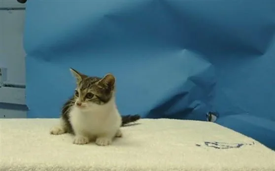 A baby small-sized female Domestic Short Hair cat named Tiger for adoption in Gardena, CA