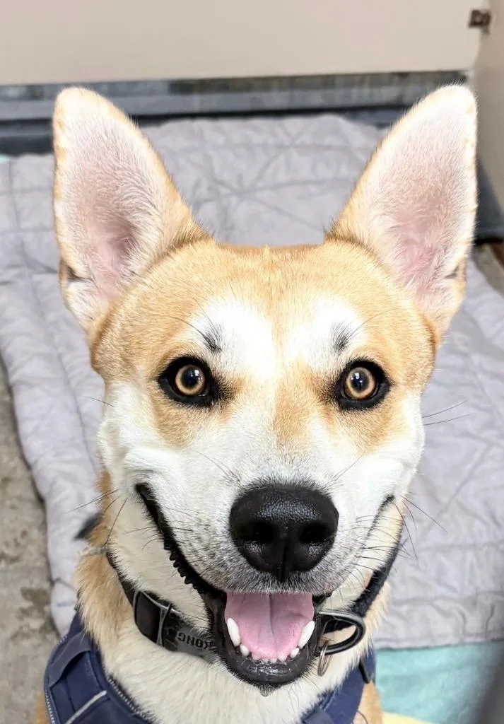 A young medium-sized male Shiba Inu dog named Shiloh for adoption in Richland Hills, TX