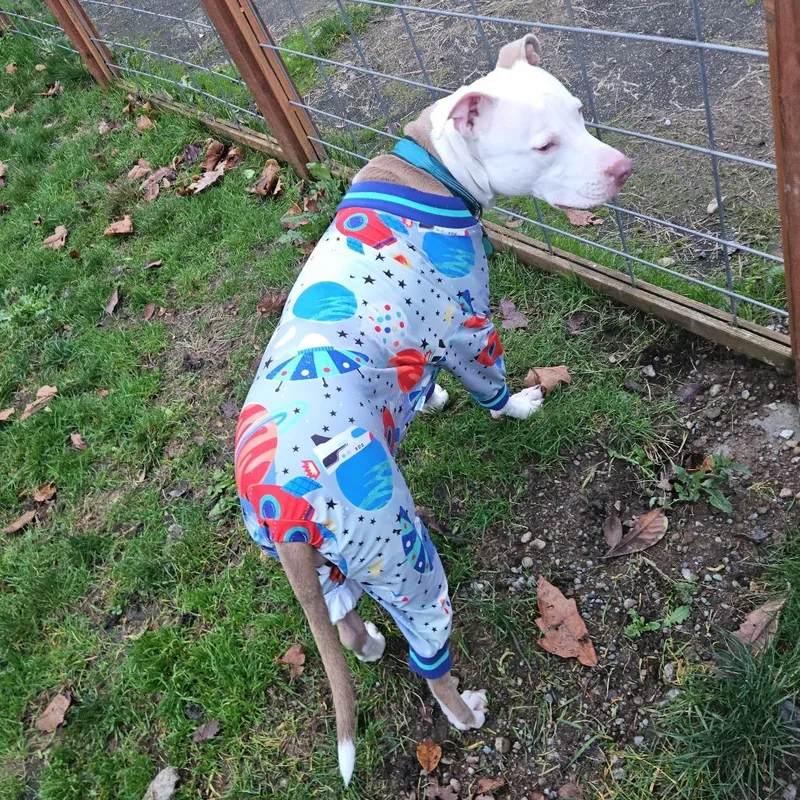 An adult medium-sized female Brown / Chocolate Pit Bull Terrier dog named Zero for adoption in Centralia, WA