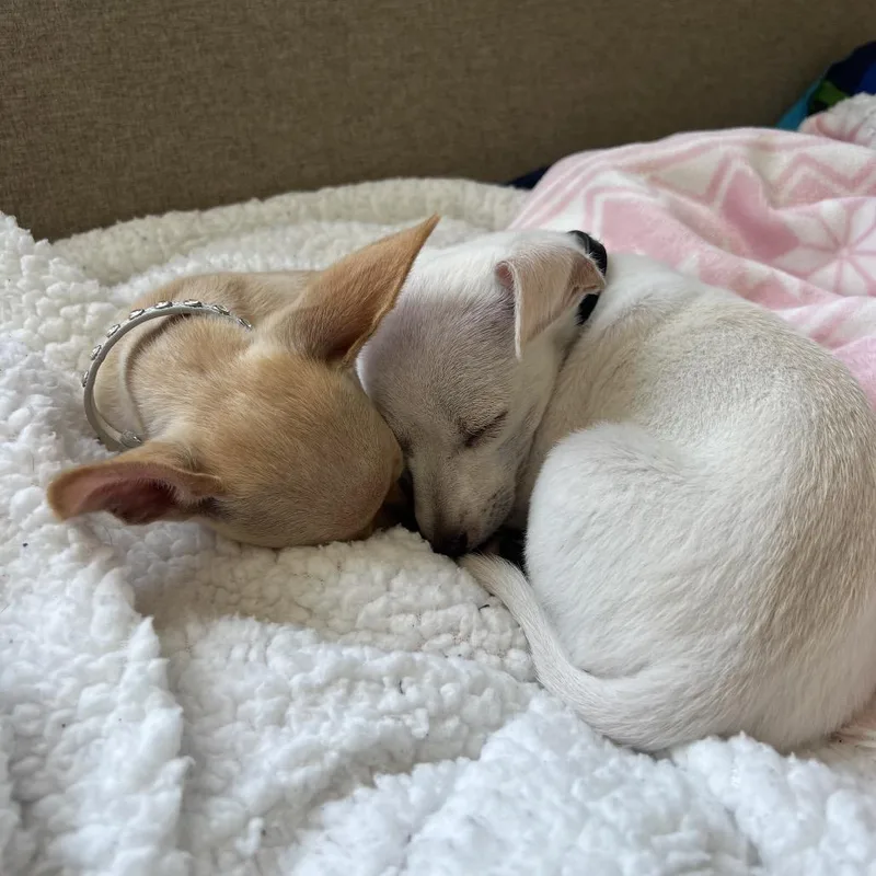 A baby small-sized female Yellow / Tan / Blond / Fawn Chihuahua dog named Zuma for adoption in North Hollywood, CA