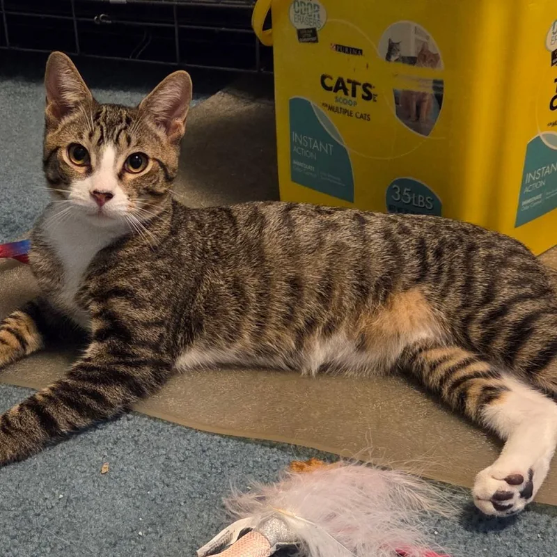 Honeysuckle thumbnail 2