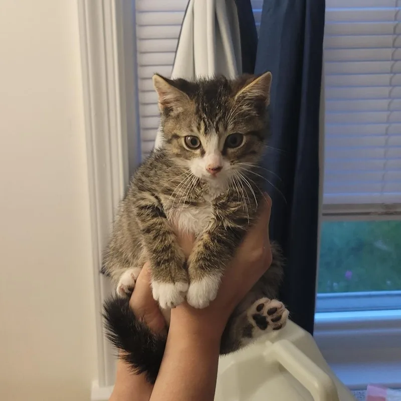 Honeysuckle thumbnail 3