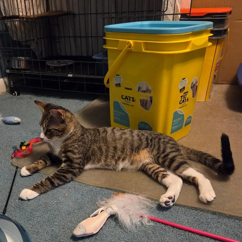 Honeysuckle thumbnail 4