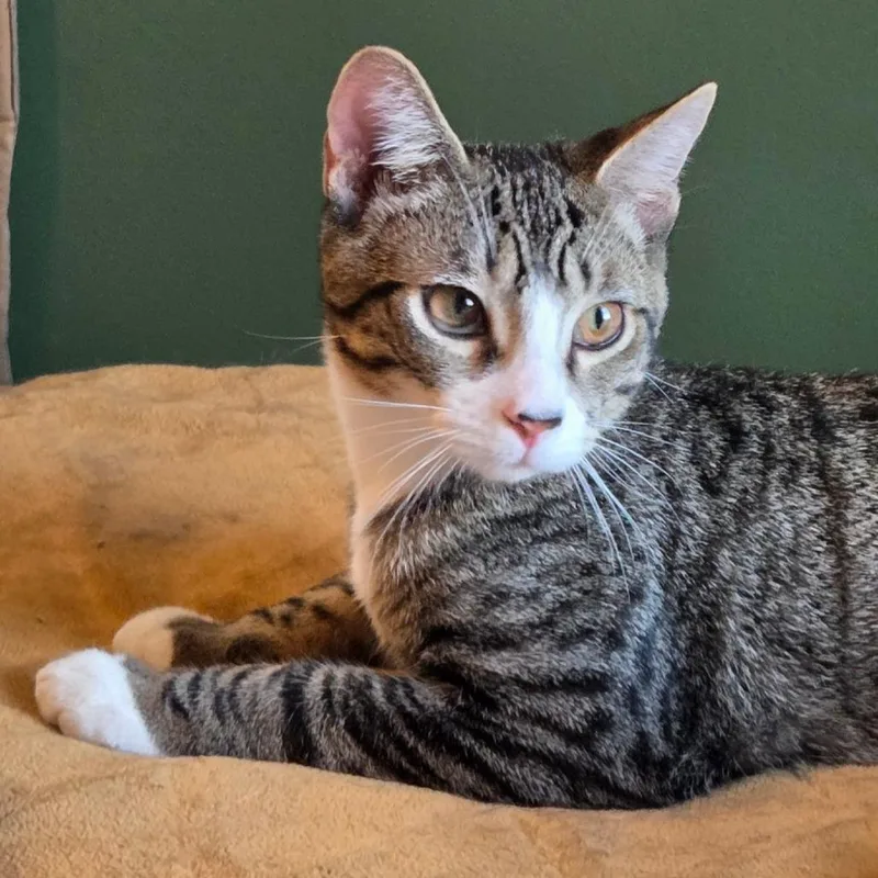 Honeysuckle thumbnail 5