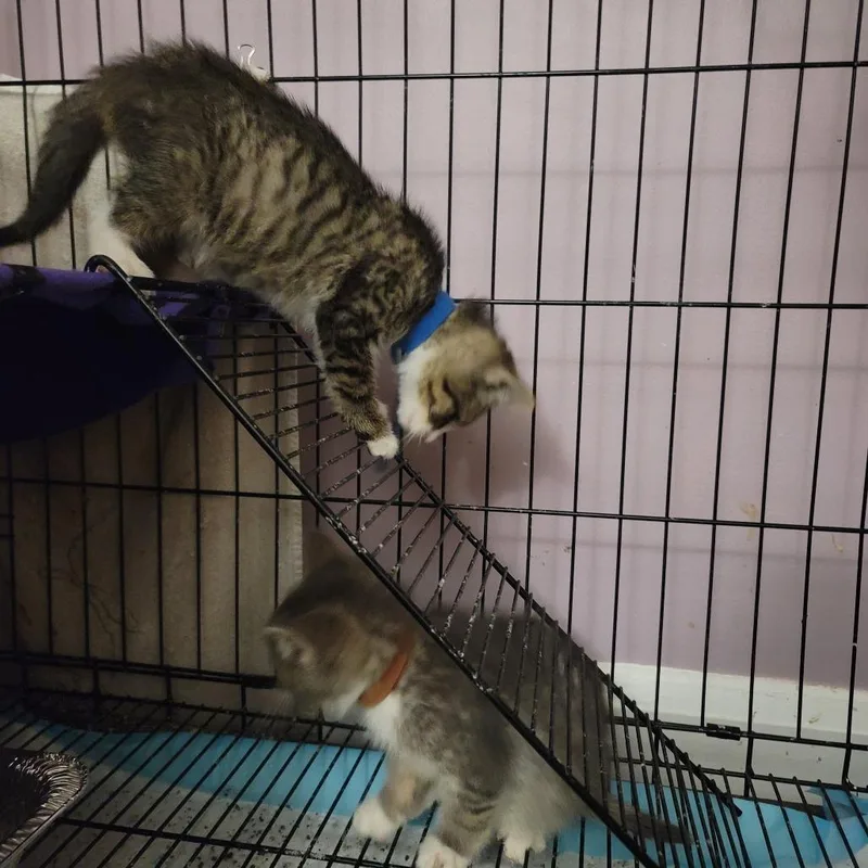 Honeysuckle thumbnail 6