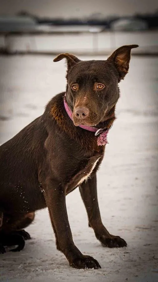 Remi