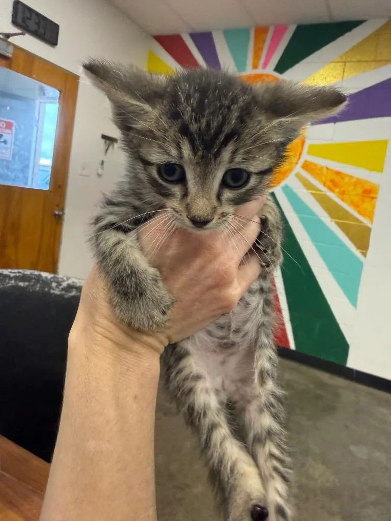 A baby small-sized male Domestic Short Hair cat named Boppity for adoption in Thousand Oaks, CA