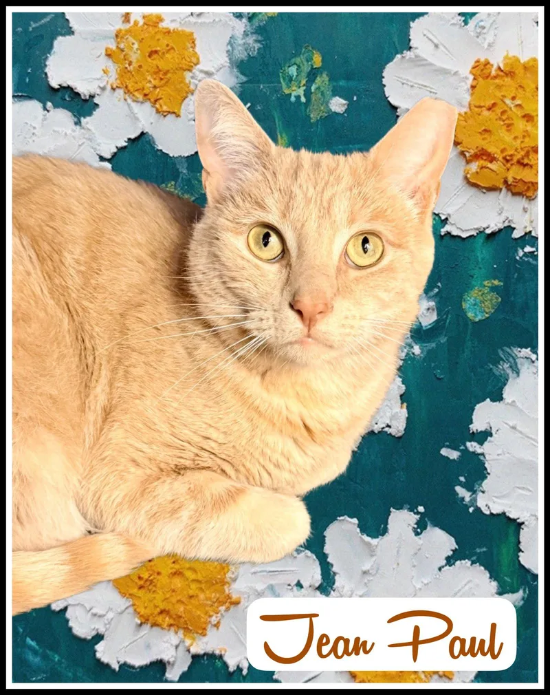 An adult medium-sized male Tabby (Orange / Red) Tabby cat named Jean Paulwillow Grove for adoption in Greenville, DE