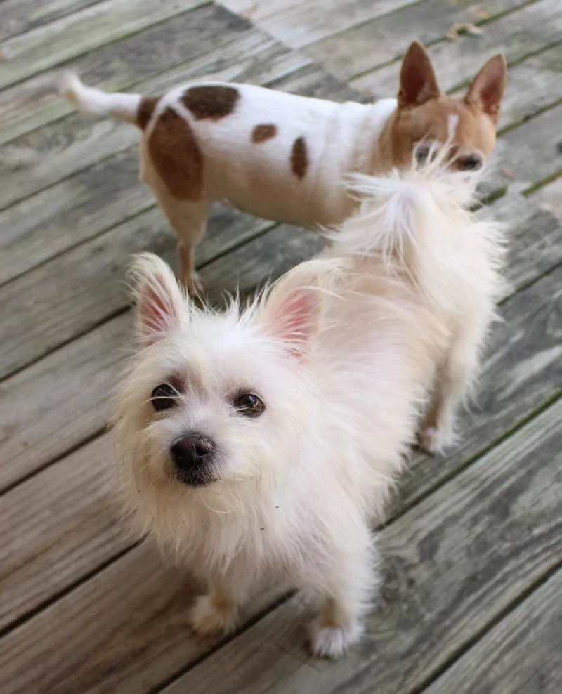 An adult small-sized female Terrier dog named Mini Hufflepuff TX for adoption in Boonton, NJ