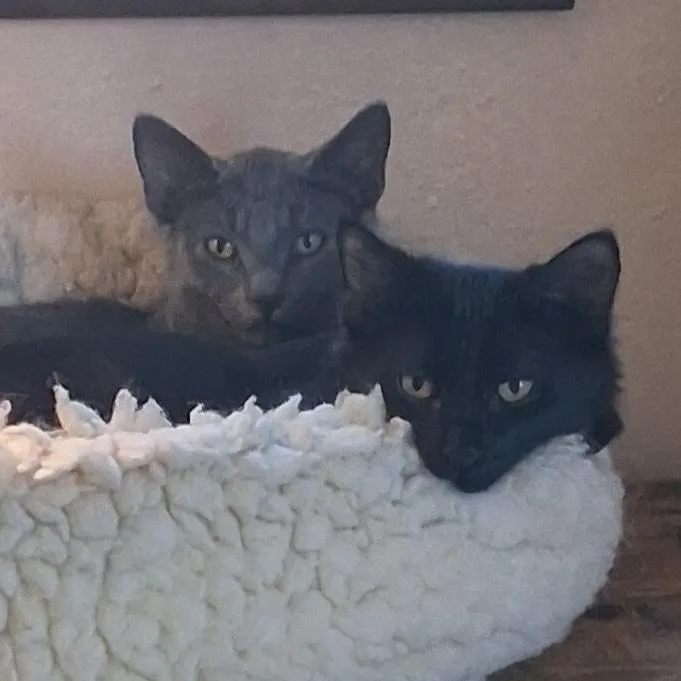 A baby small-sized male Domestic Medium Hair cat named Oscar [and Grover] for adoption in Santa Fe, NM