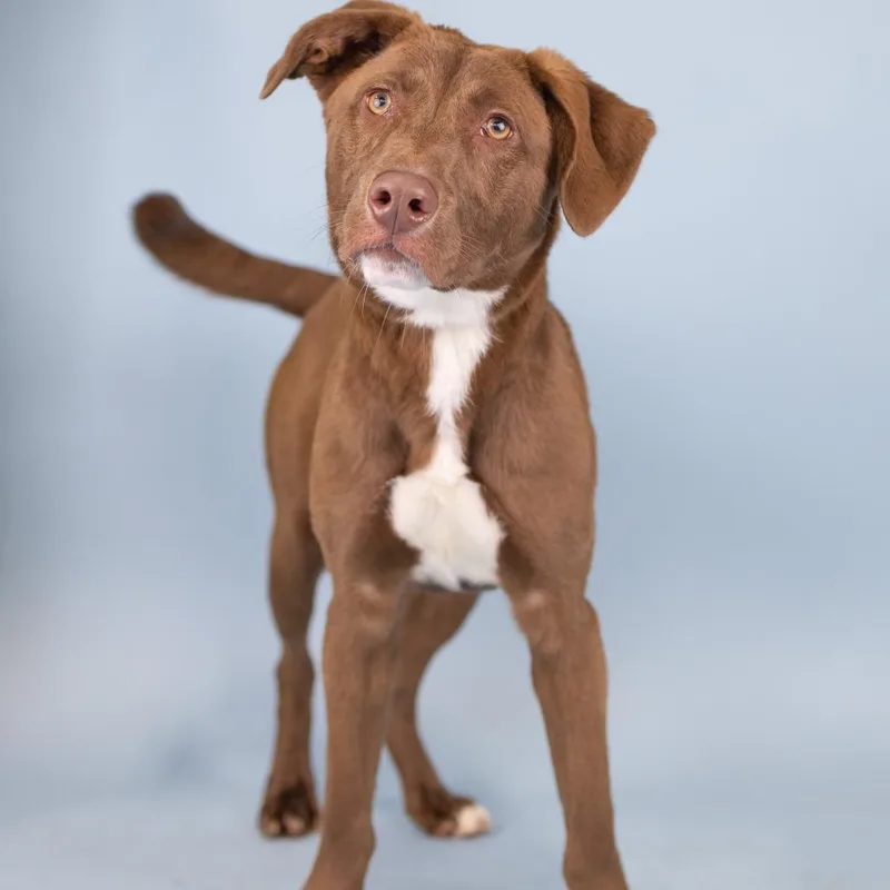 A young medium-sized male Brown / Chocolate Mixed Breed dog named Apollo for adoption in Portland, OR