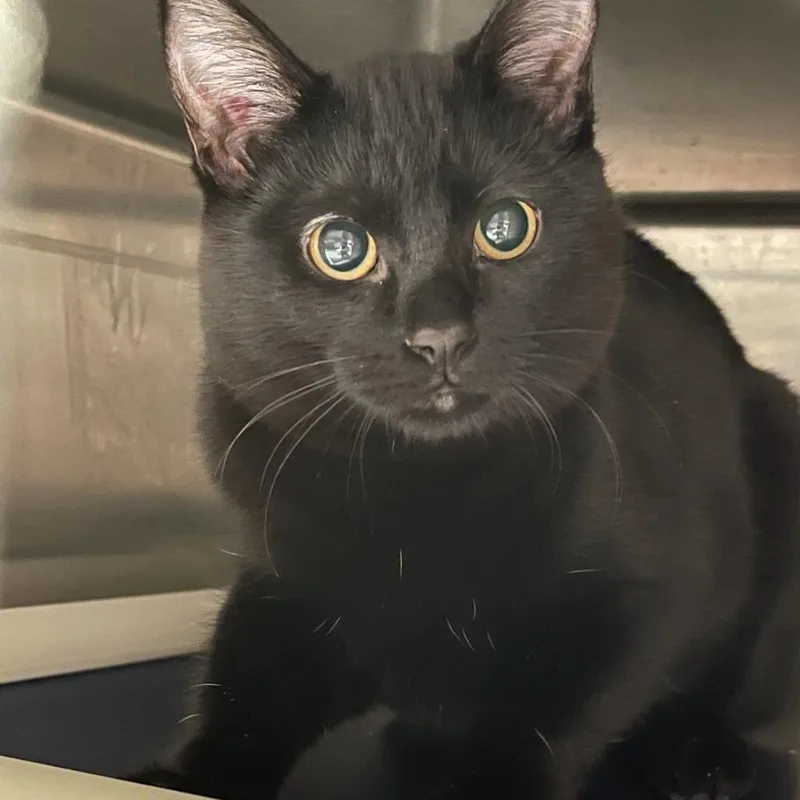 An adult large-sized male Black Domestic Short Hair cat named Moff for adoption in Murray, UT
