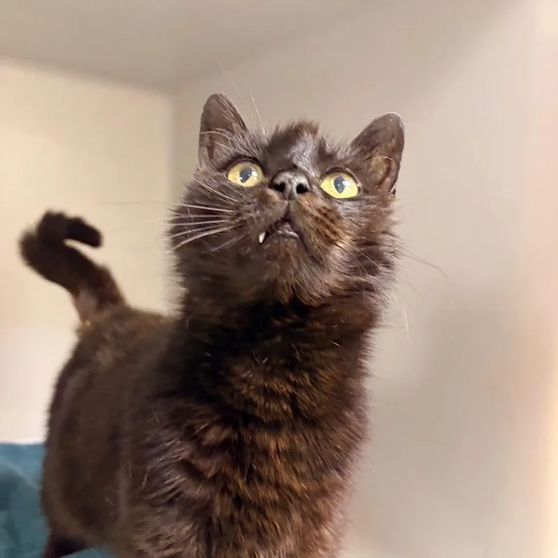 A senior medium-sized female Black Domestic Short Hair cat named Marigold for adoption in Harrisonburg, VA