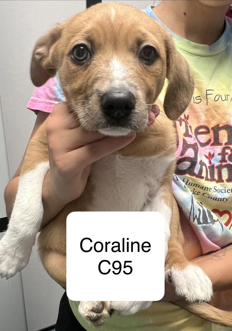A baby medium-sized female Australian Shepherd dog named Coraline for adoption in Morganton, NC