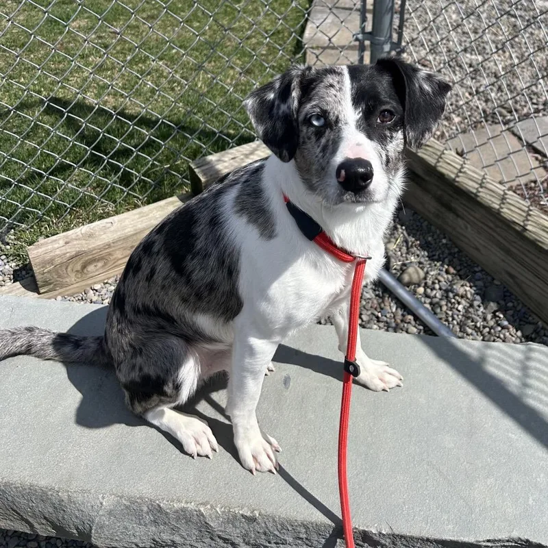 A young medium-sized male Gray / Blue / Silver Mixed Breed dog named Peter Pepper for adoption in Binghamton, NY