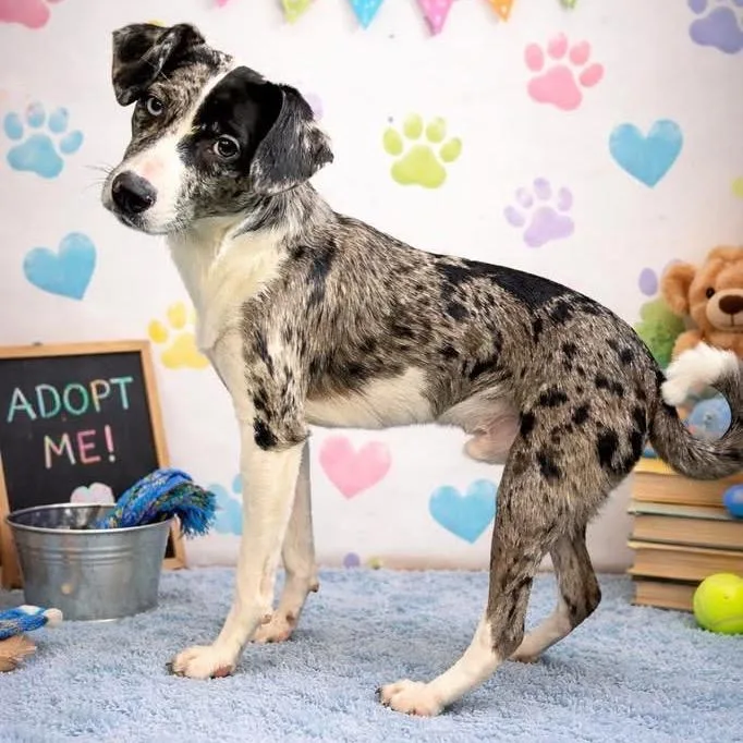 Peter Pepper thumbnail 2