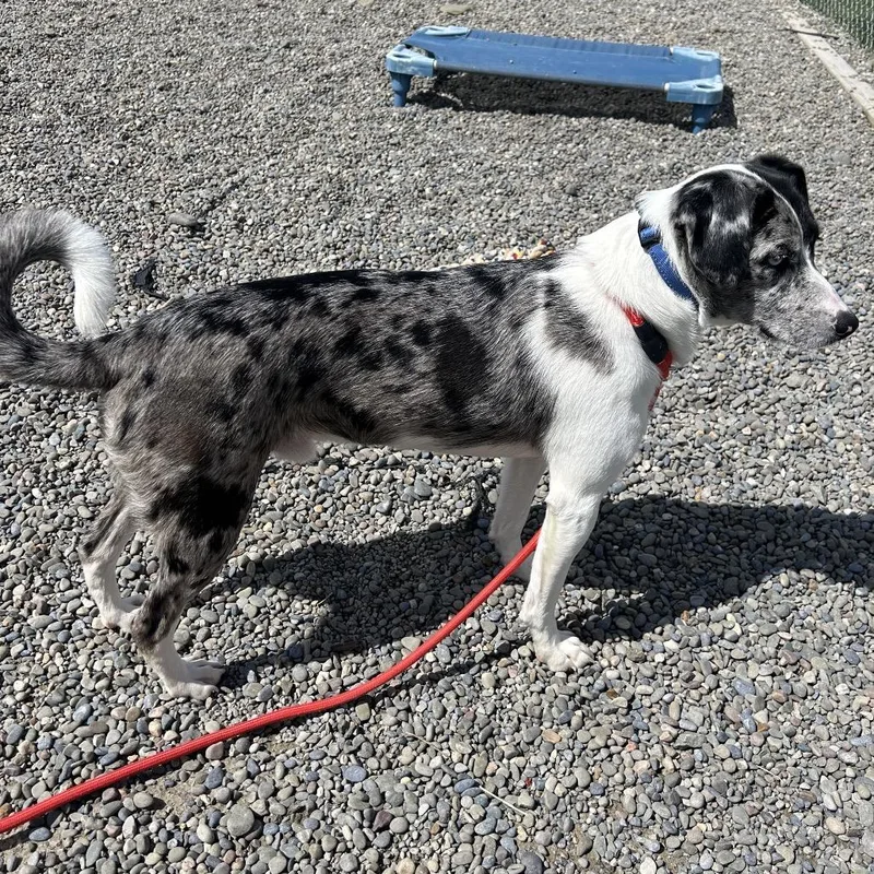 Peter Pepper thumbnail 3