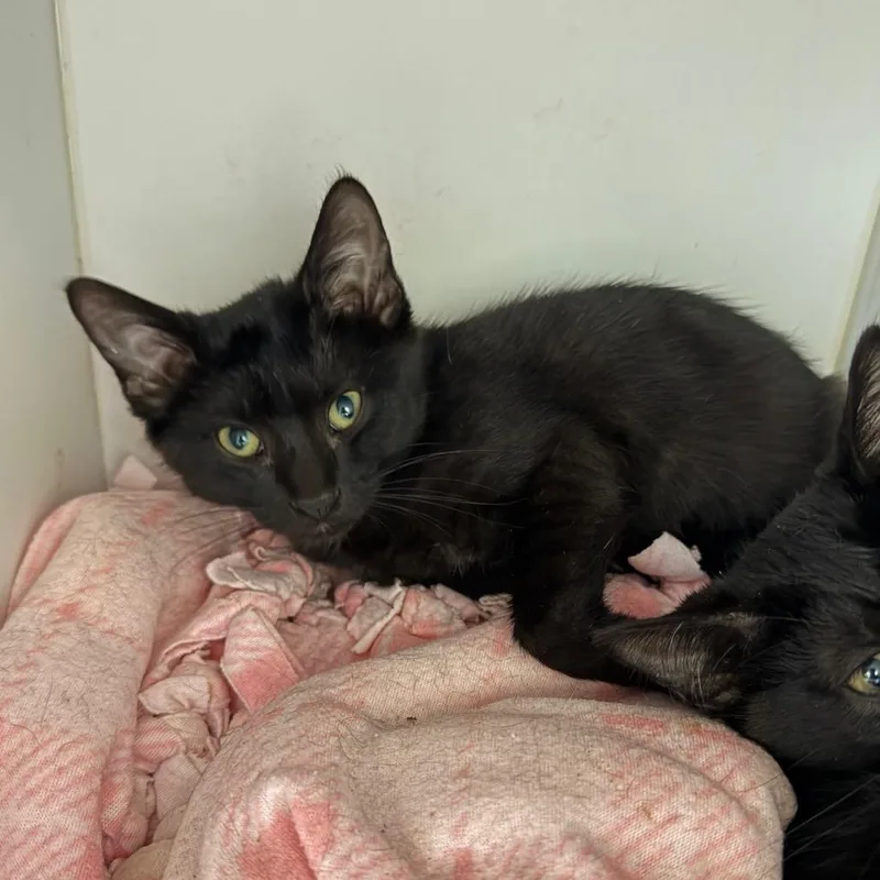 A baby small-sized female Black Domestic Short Hair cat named Saunter for adoption in Salt Lake City, UT