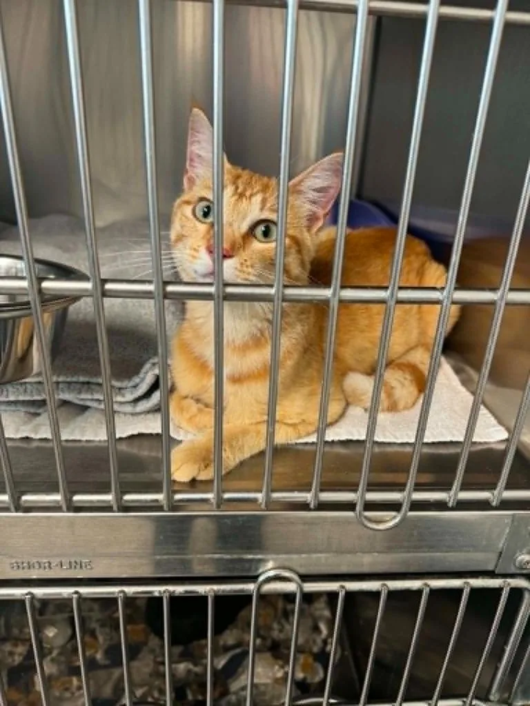 A young large-sized male Domestic Short Hair cat named Camper Joe for adoption in Boone, IA