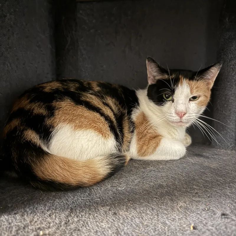 An adult medium-sized female Calico Domestic Short Hair cat named Enola for adoption in Hamburg, NY
