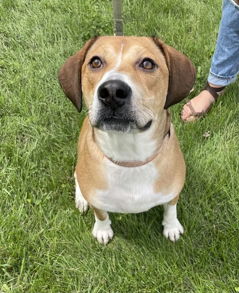 An adult large-sized male Hound dog named Jammy for adoption in Jackson, MI