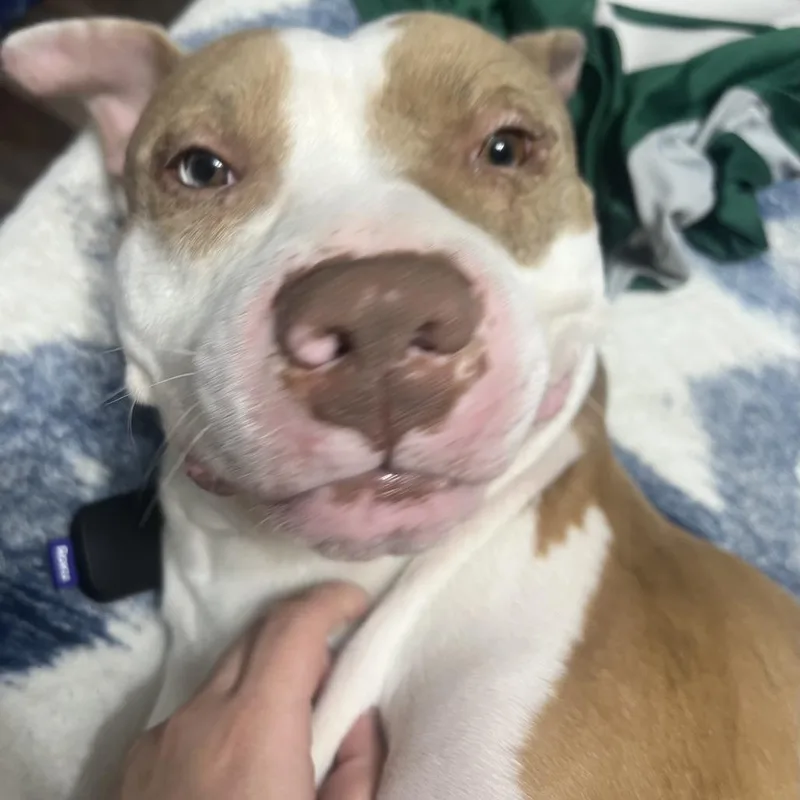 An adult small-sized male White / Cream Pit Bull Terrier dog named Pluto  Home To for adoption in South Elgin, IL