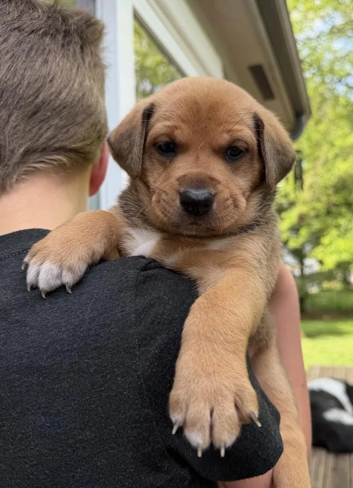 Bluey Litter  Pretzel