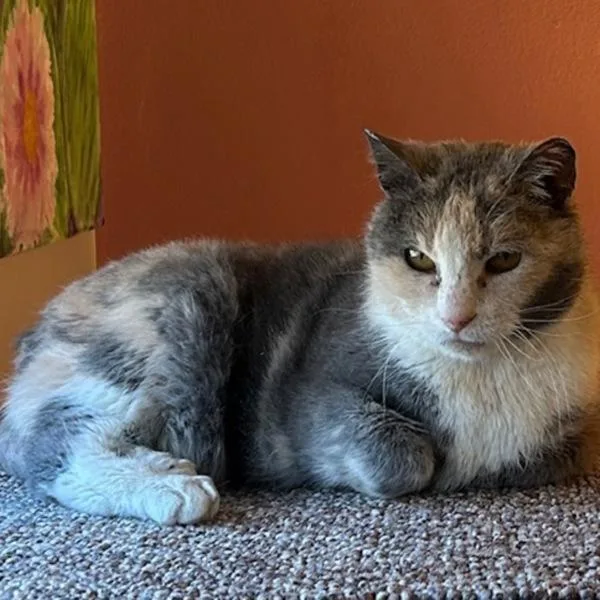 A senior medium-sized female Domestic Short Hair cat named Alice for adoption in Des Moines, IA