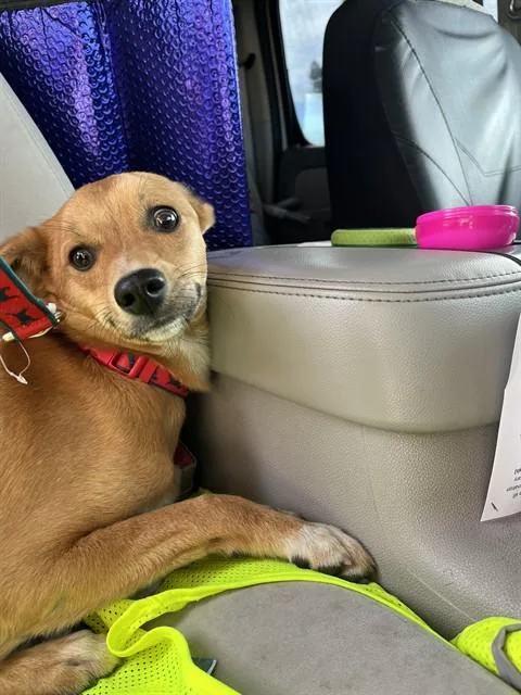 A young small-sized male Chihuahua dog named Burrito for adoption in Stockton, CA