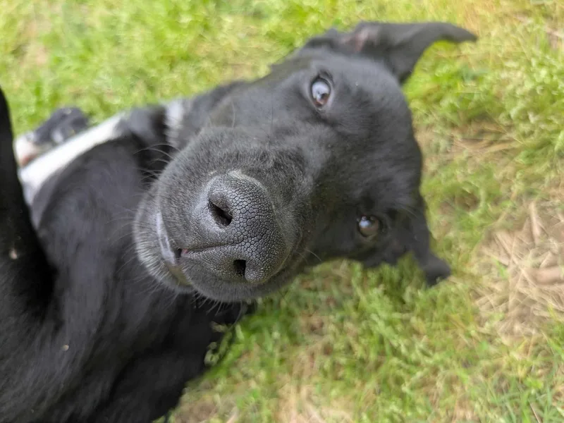A young large-sized male Black Labrador Retriever dog named Aspen for adoption in Dover, AR